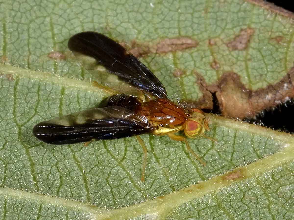 Femmina di Hemilea pulchella (Tephritidae)